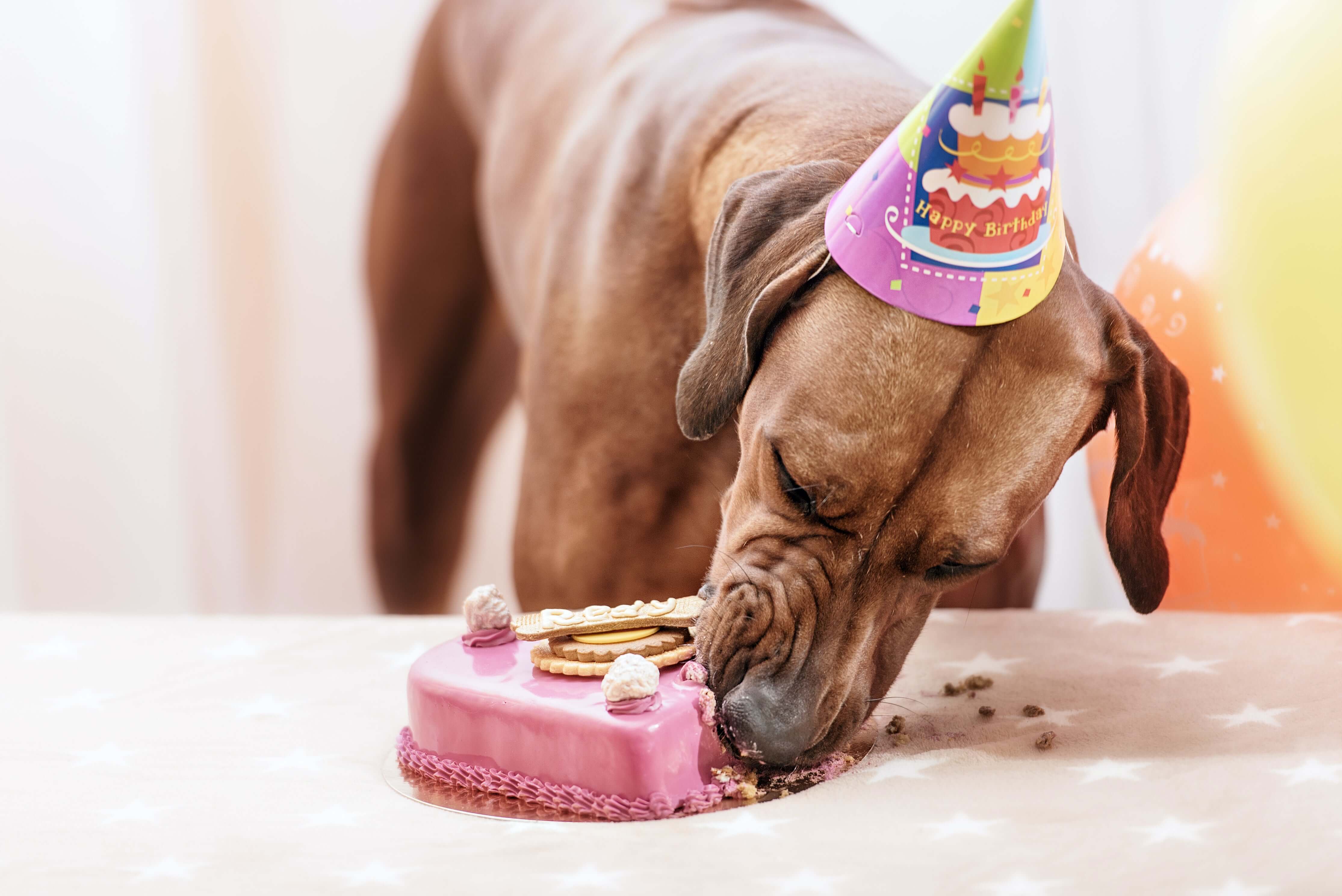 DOG-BIRTHDAY-PARTY-IDEAS-BOULDERBARKS