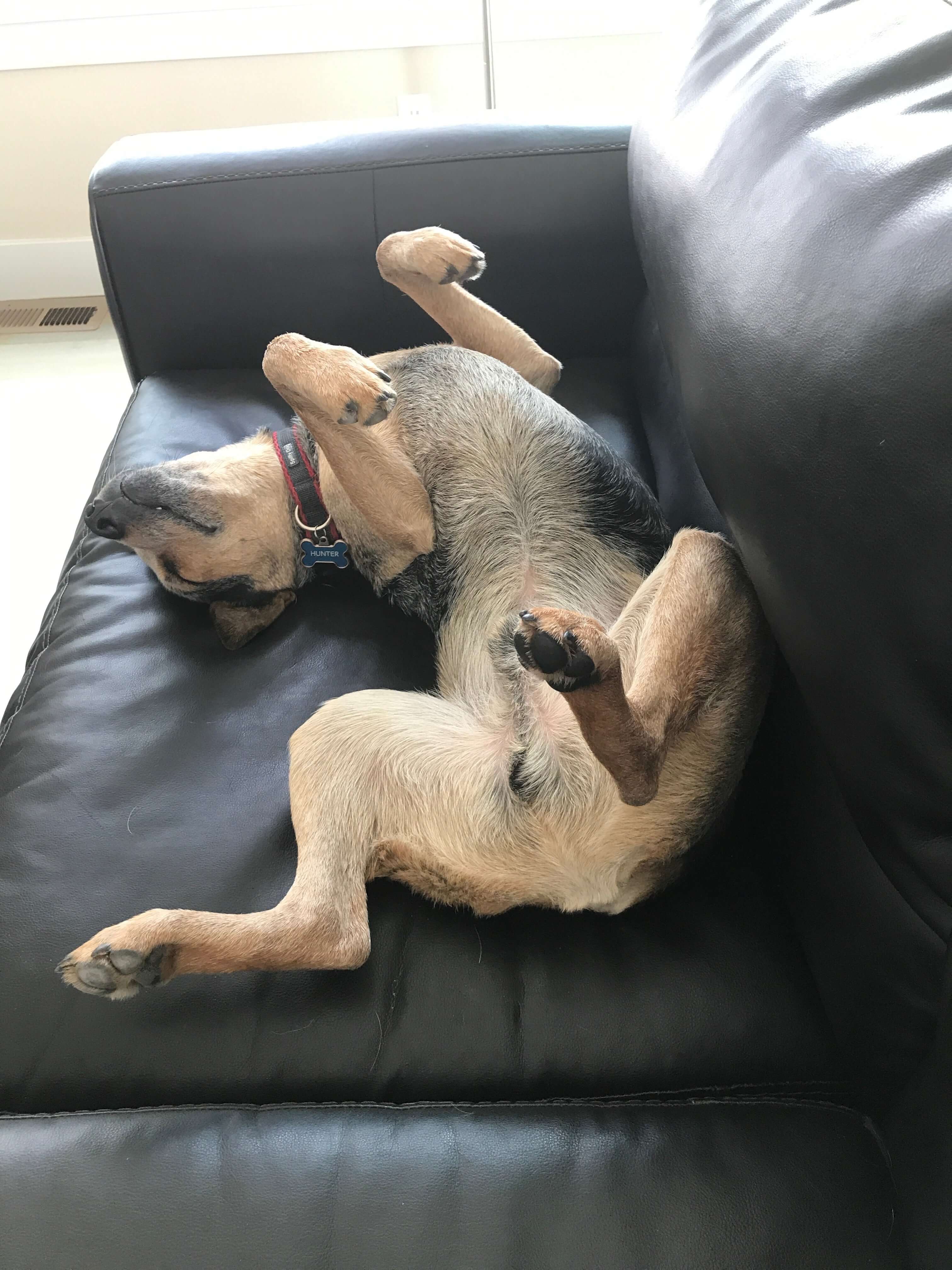 CRAZY-LEGS-DOG-SLEEP-BLOG-BOULDERBARKS