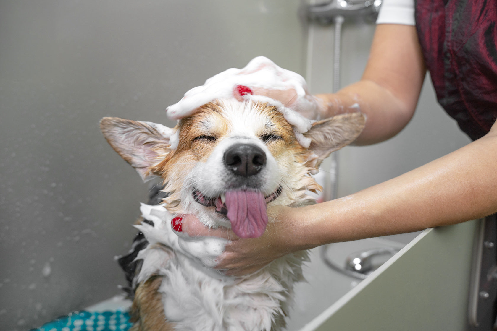 BLOG-DOG-GROOMING-AT-HOME