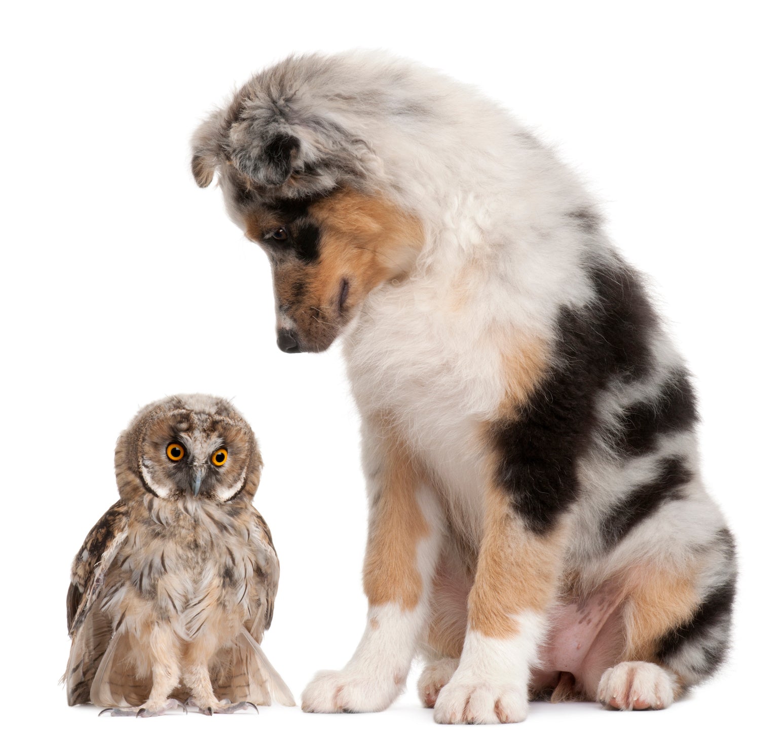 BLOG-SAFETY-WILDLIFE-SMALL-DOGS