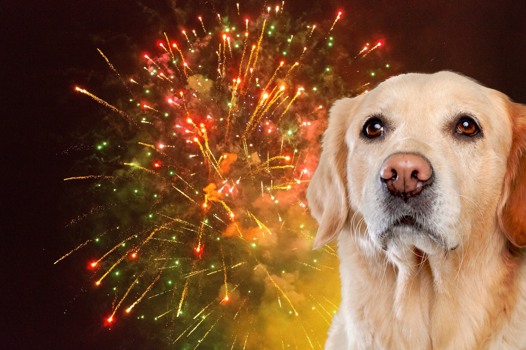 Having fun while also protecting your pup on the 4th of July
