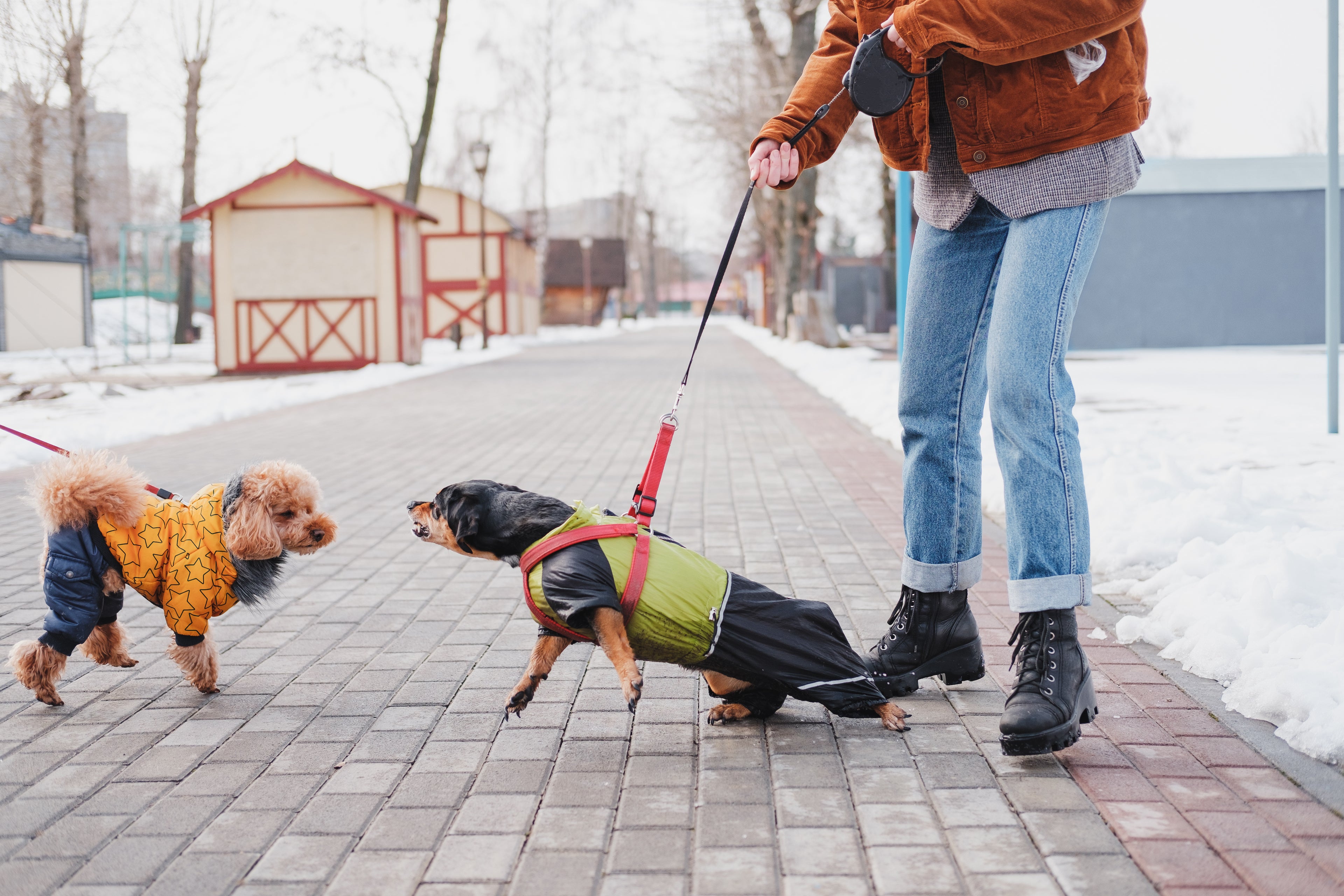 LEASH-REACTIVE-DOG-HELP
