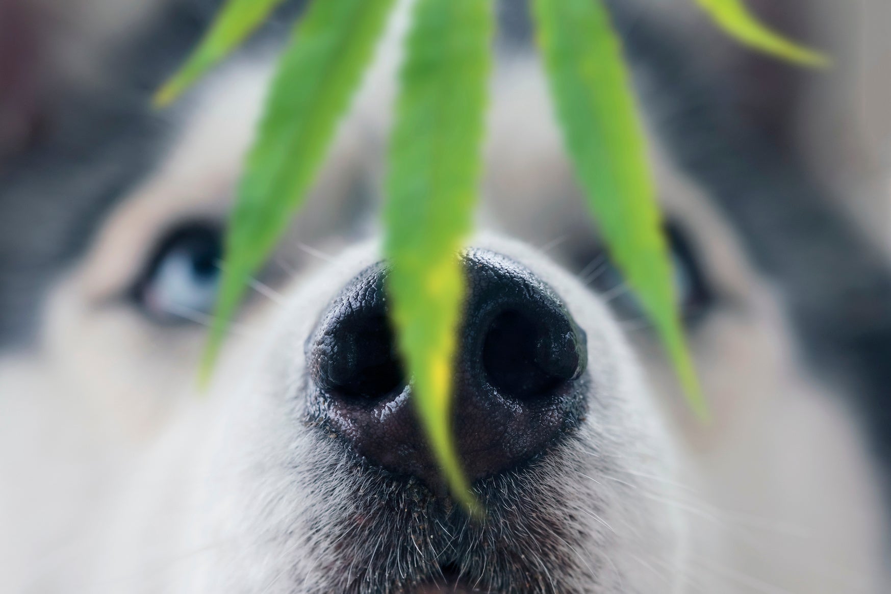 MARIJUANA-SAFETY-FOR-DOGS