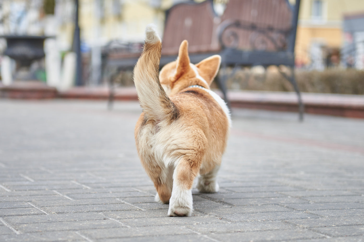 blog-post-boulderbarks-why-dogs-wag-their-tails