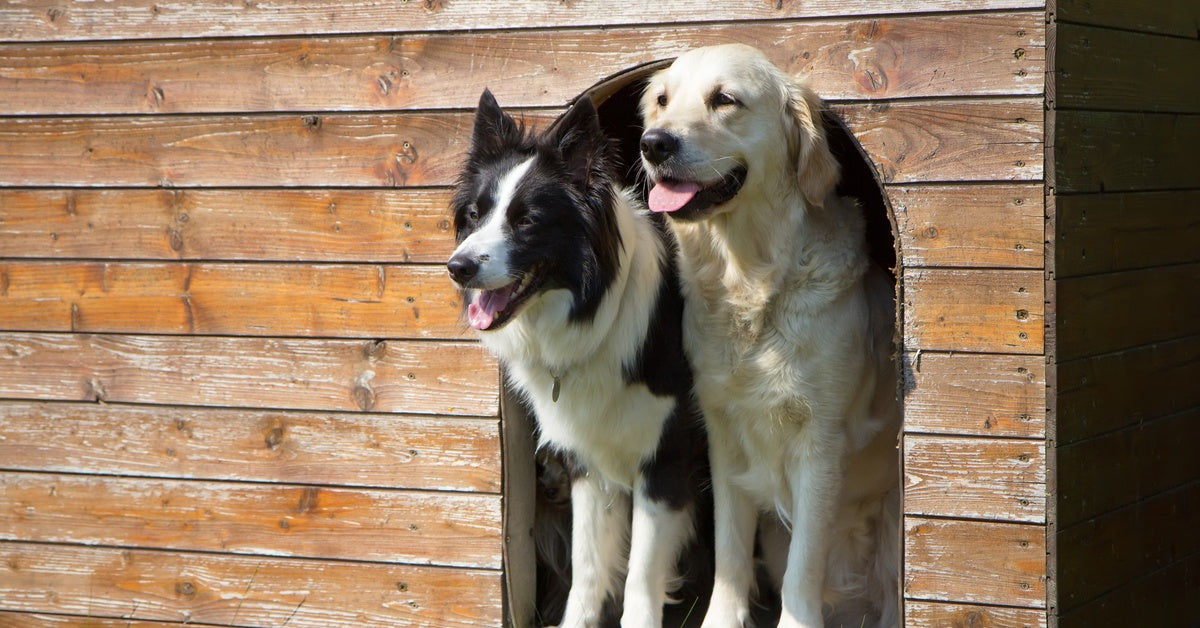 A Border Collie and Golden Retriever standing in the arched doorway of a large doghouse with natural wood siding.
