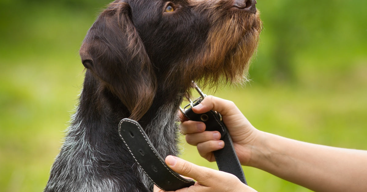 A pair of hands is holding an black leather collar. The hands are putting the collar around the neck of a shaggy brown dog.