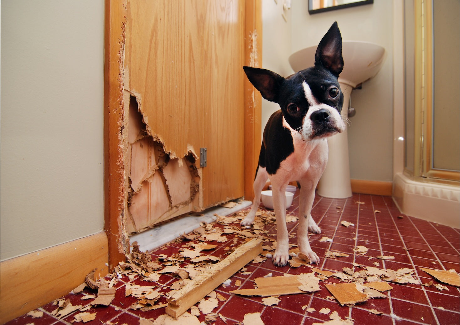 How to Get Your Dog to Stop Chewing: A Practical Guide for Pet Parents