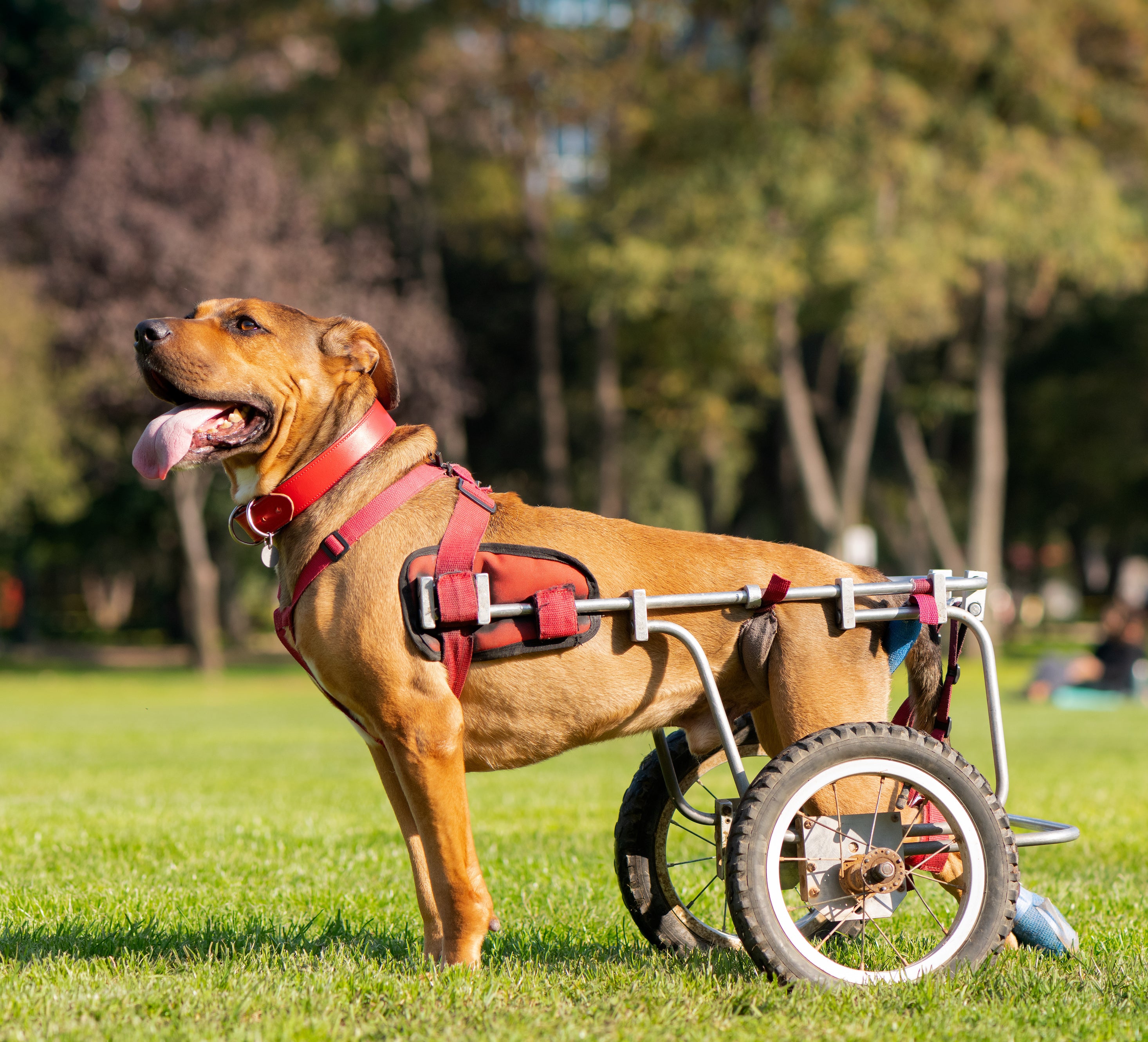 caring-for-a-dog-with-special-needs