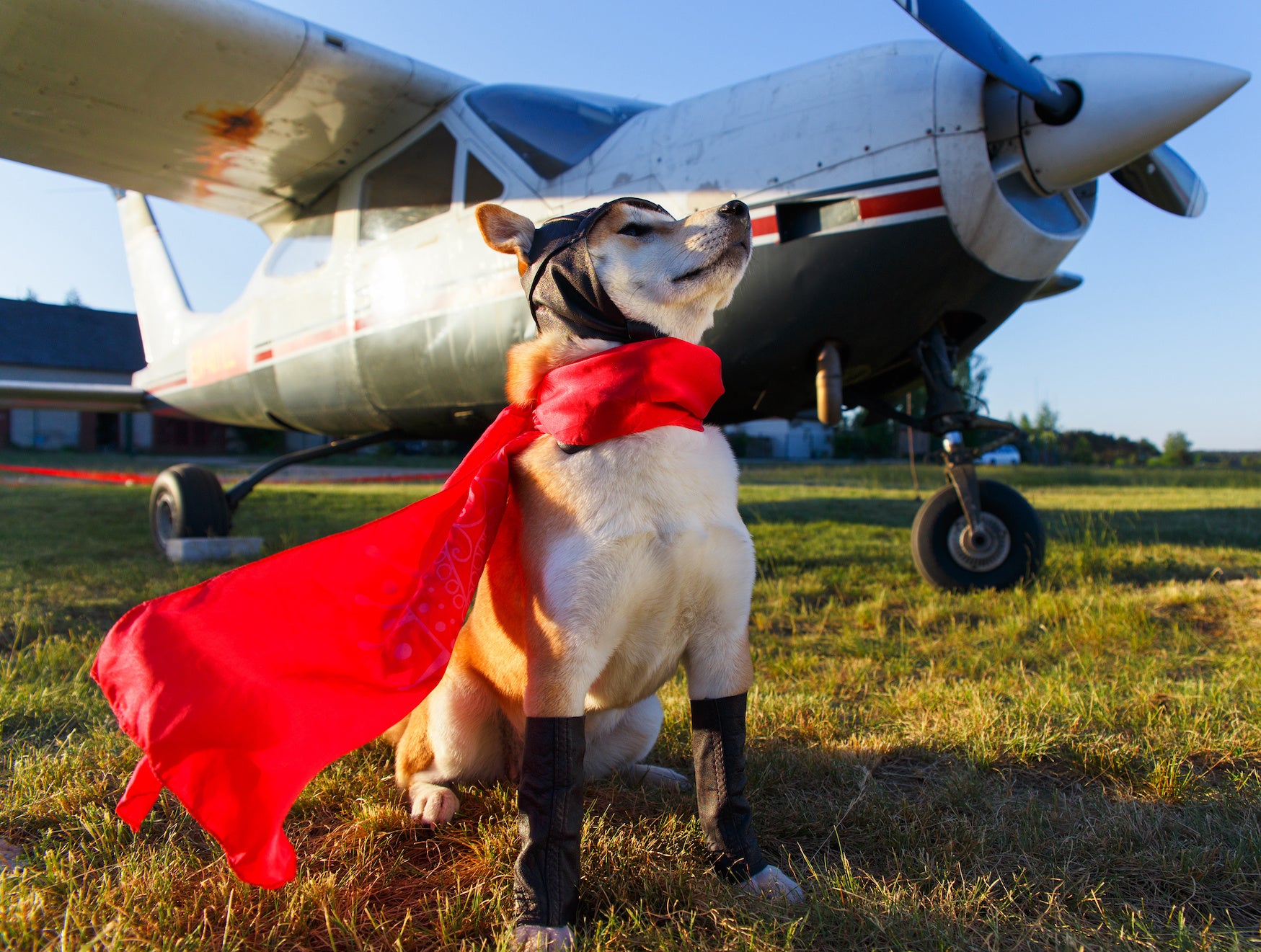dog-friendly-travel-destinations