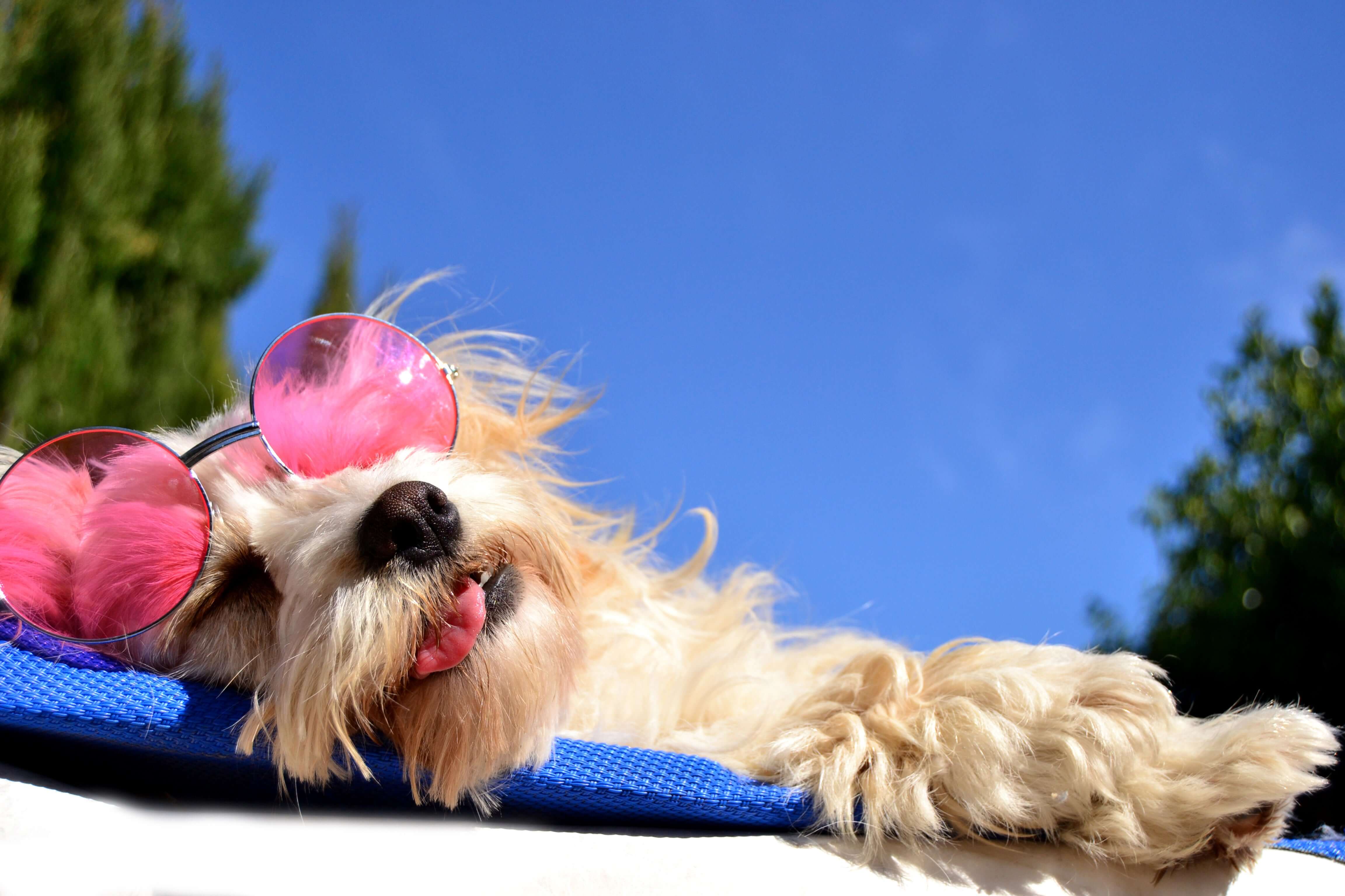 Summer Tips For Dog Parents