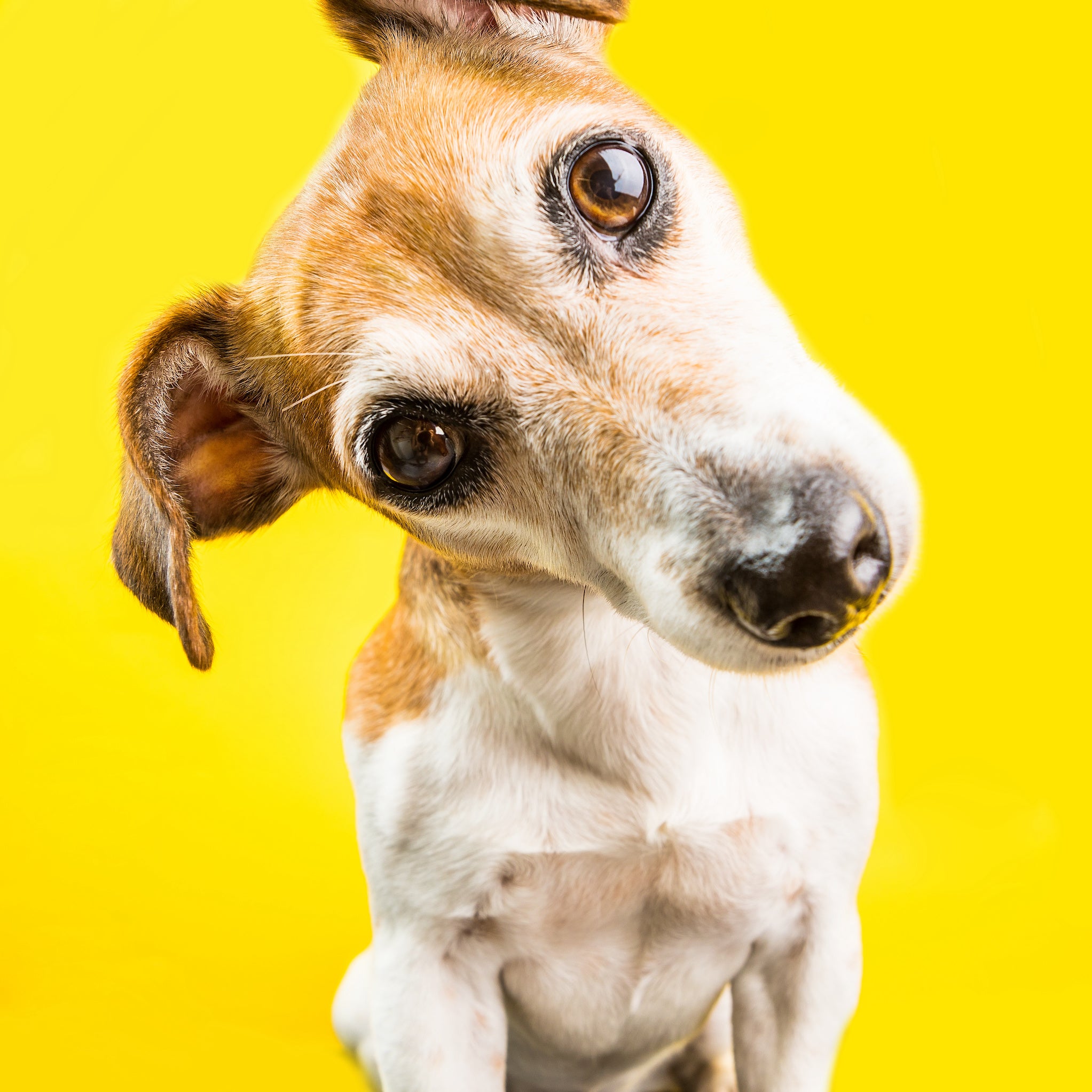 how-dogs-communicate