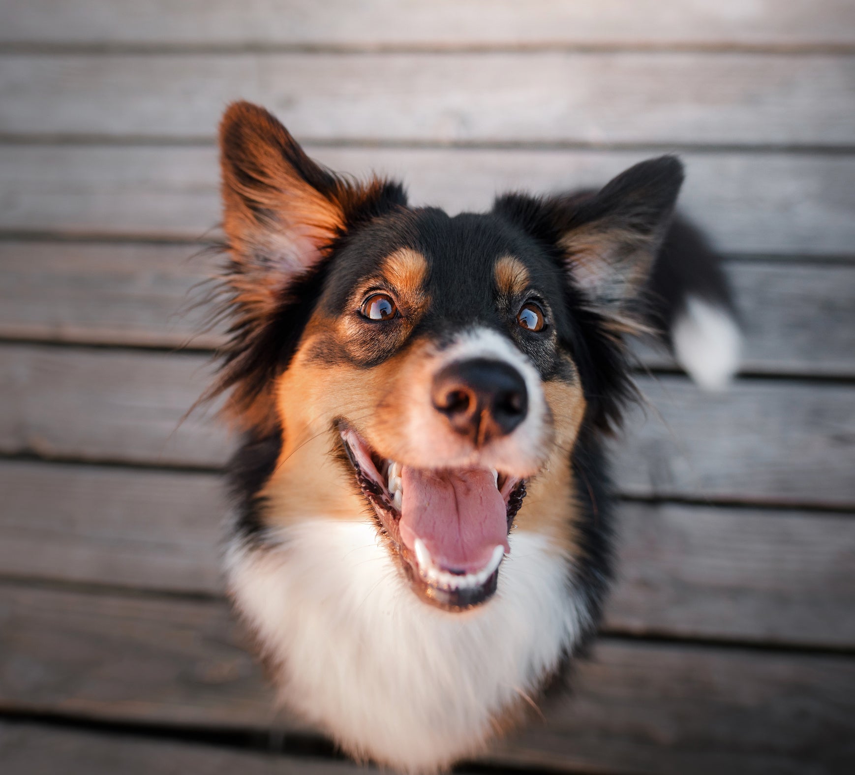 myths-about-dogs