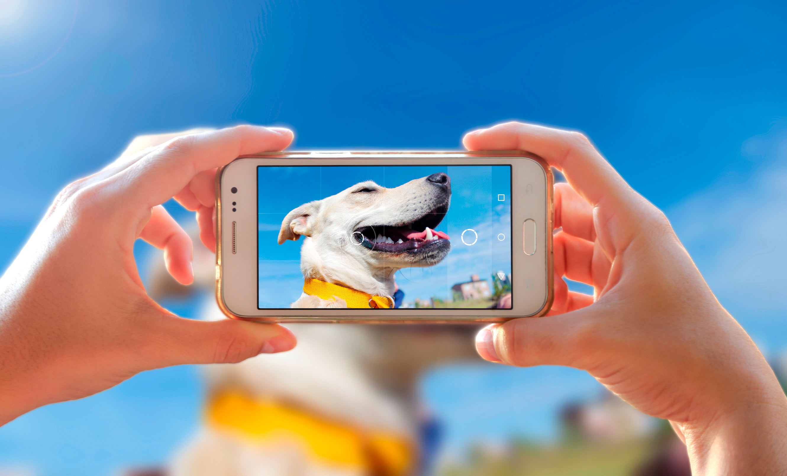 tips-for-dog-photography