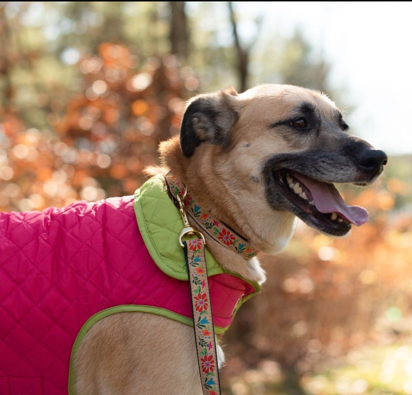 BRIGHT-PINK-LIME-DOG-COAT-TAPESTRY-FLORAL-COLLAR-LEASH