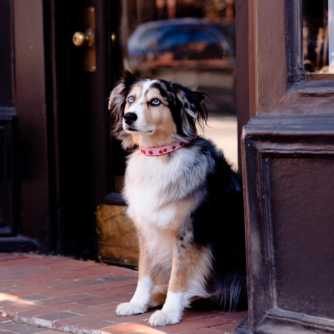 CHERRIES-DOG-COLLAR