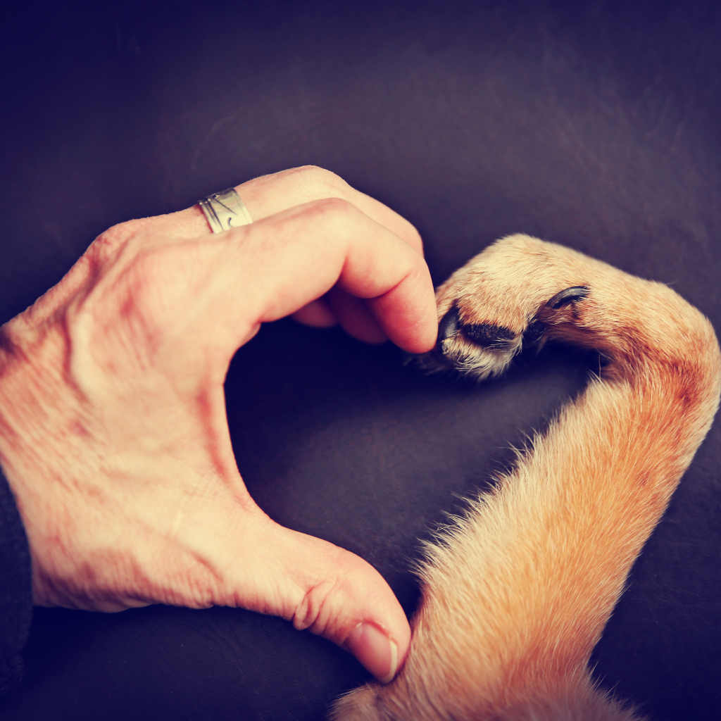 DOG-GIFT-HAND-PAW-HEART