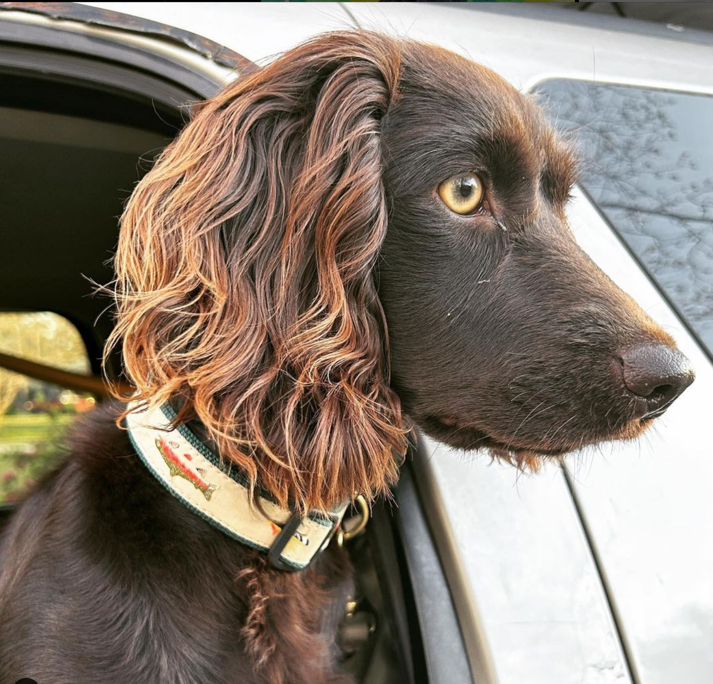 FLY-FISHING-DOG-COLLAR