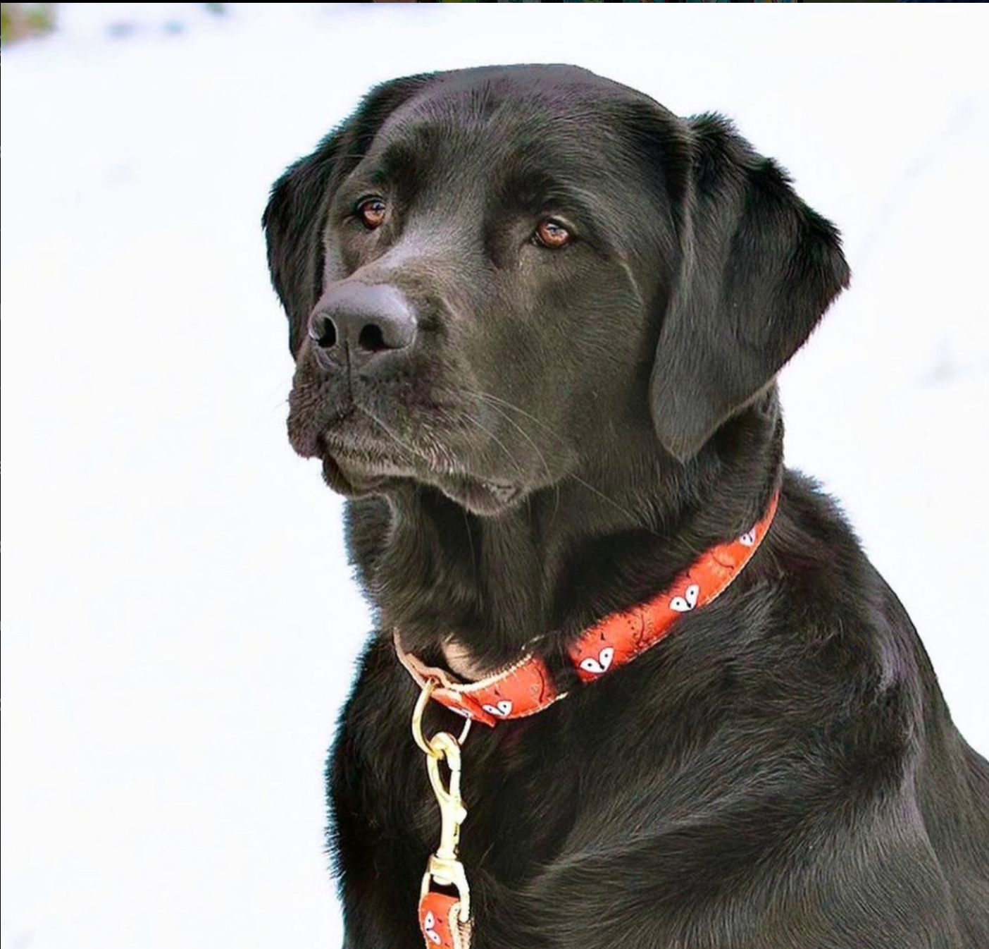 FOXY-DOG-LEASH-COLLAR