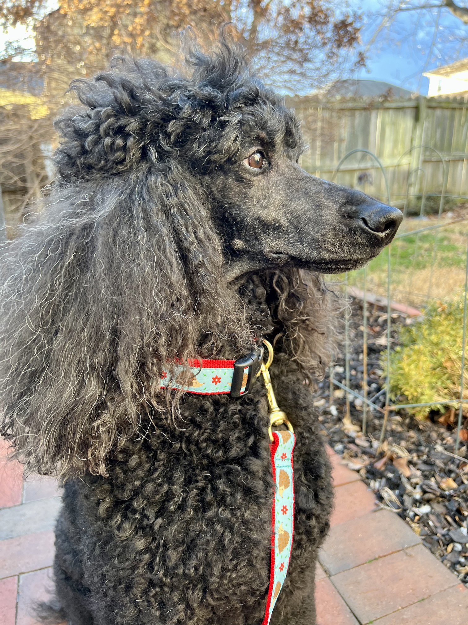 hedgehogs-dog-leash