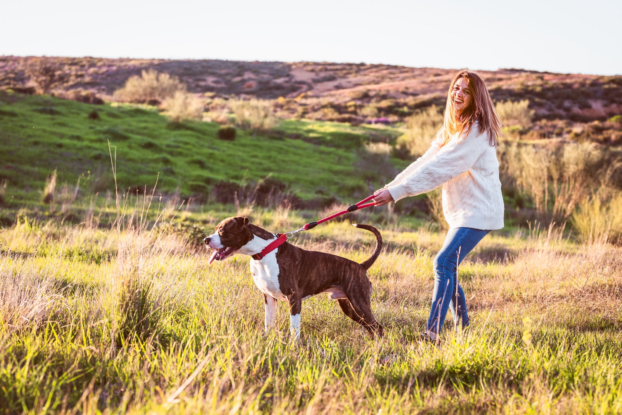 HOW-TO-USE-A-MARTINGALE-DOG-COLLAR-SAFELY