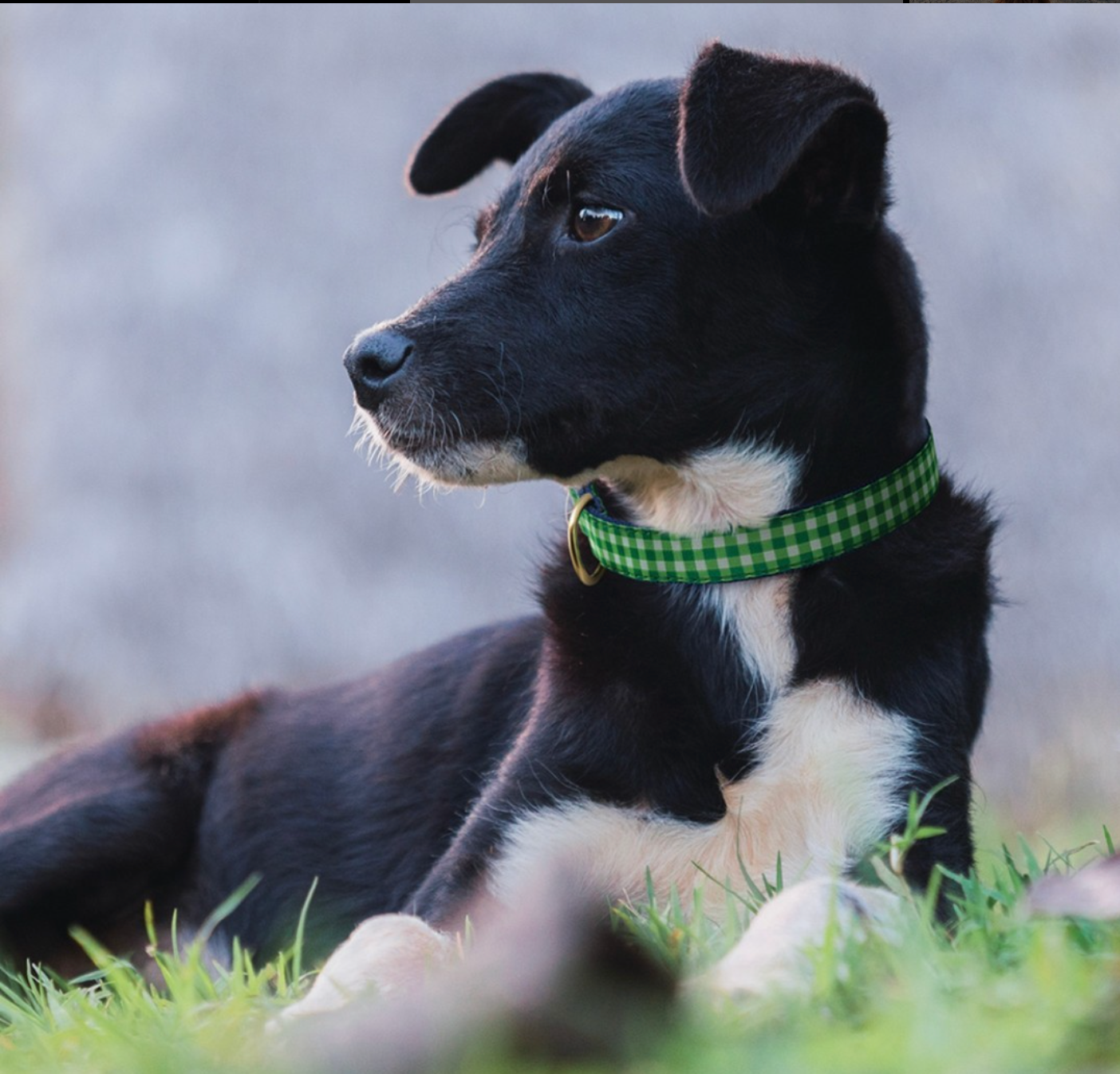 LIME-GINGHAM-DOG-COLLAR