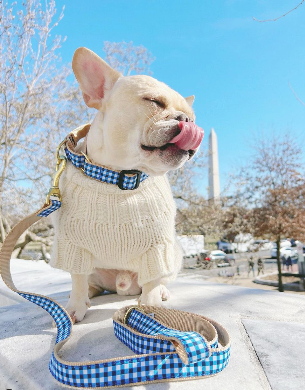 NAVY-GINGHAM-DOG-COLLAR-LEASH
