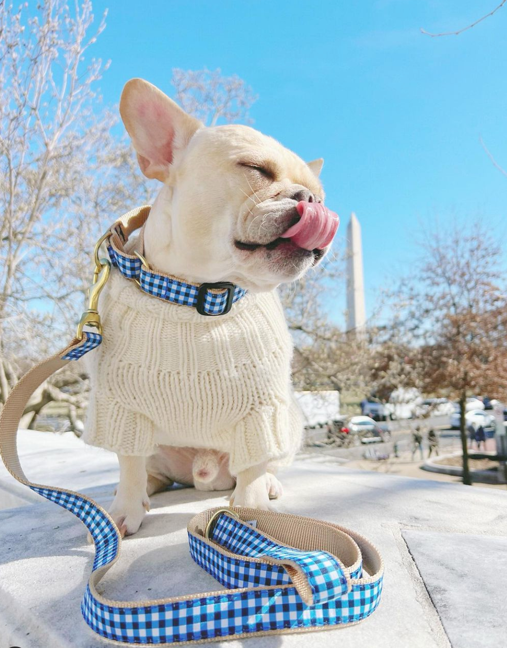 navy-gingham-dog-leash