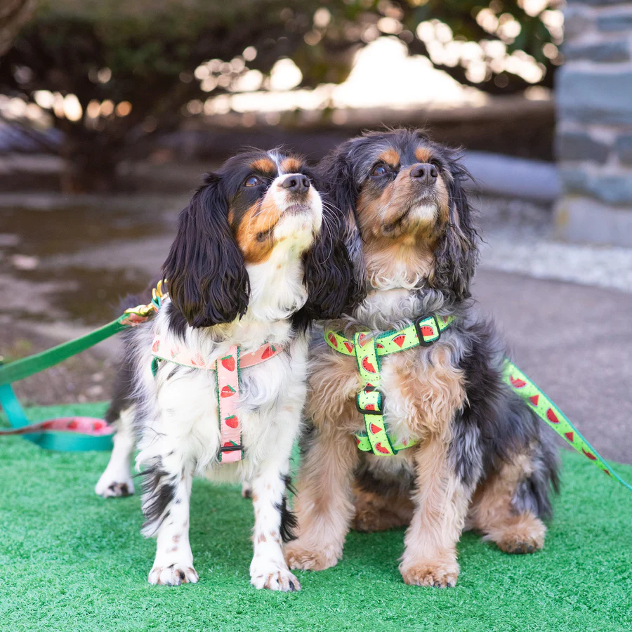 ONE-IN-A-MELON-DOG-HARNESS