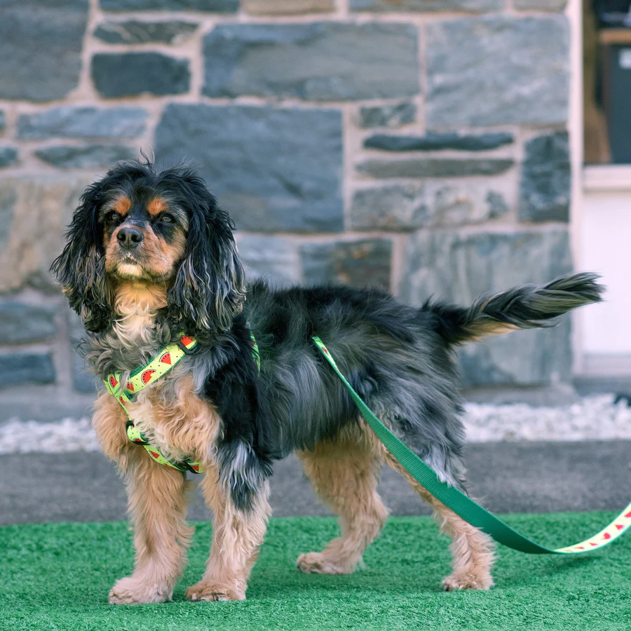 ONE-IN-A-MELON-HARNESS-LEASH