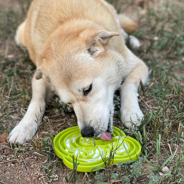 SNACKING-TRAY-FROGS-GREEN