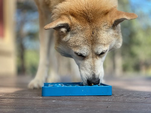 SNACKING-TRAY-WAITING-DOGS