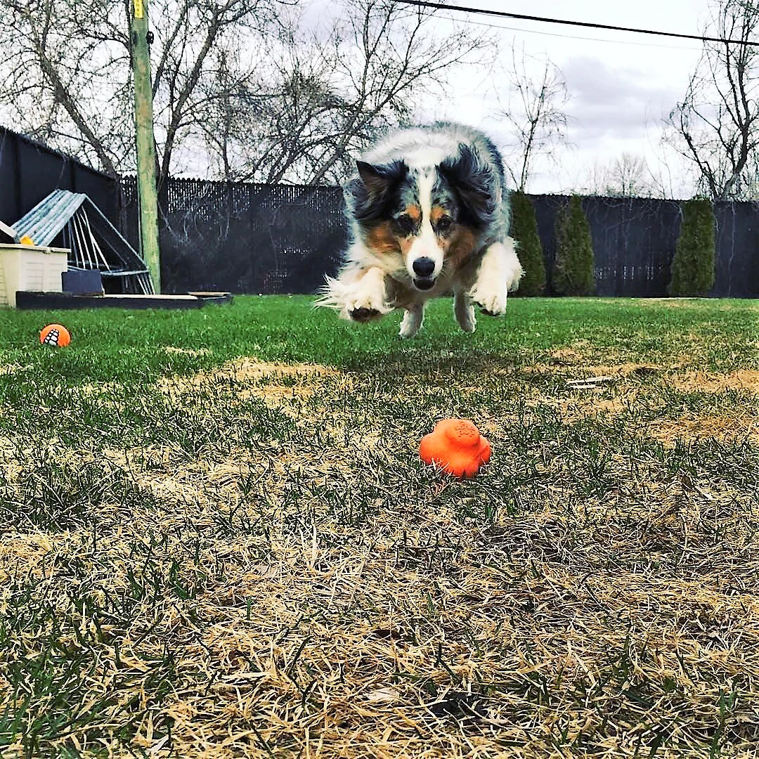 Retrieving Toy | Crazy Bounce