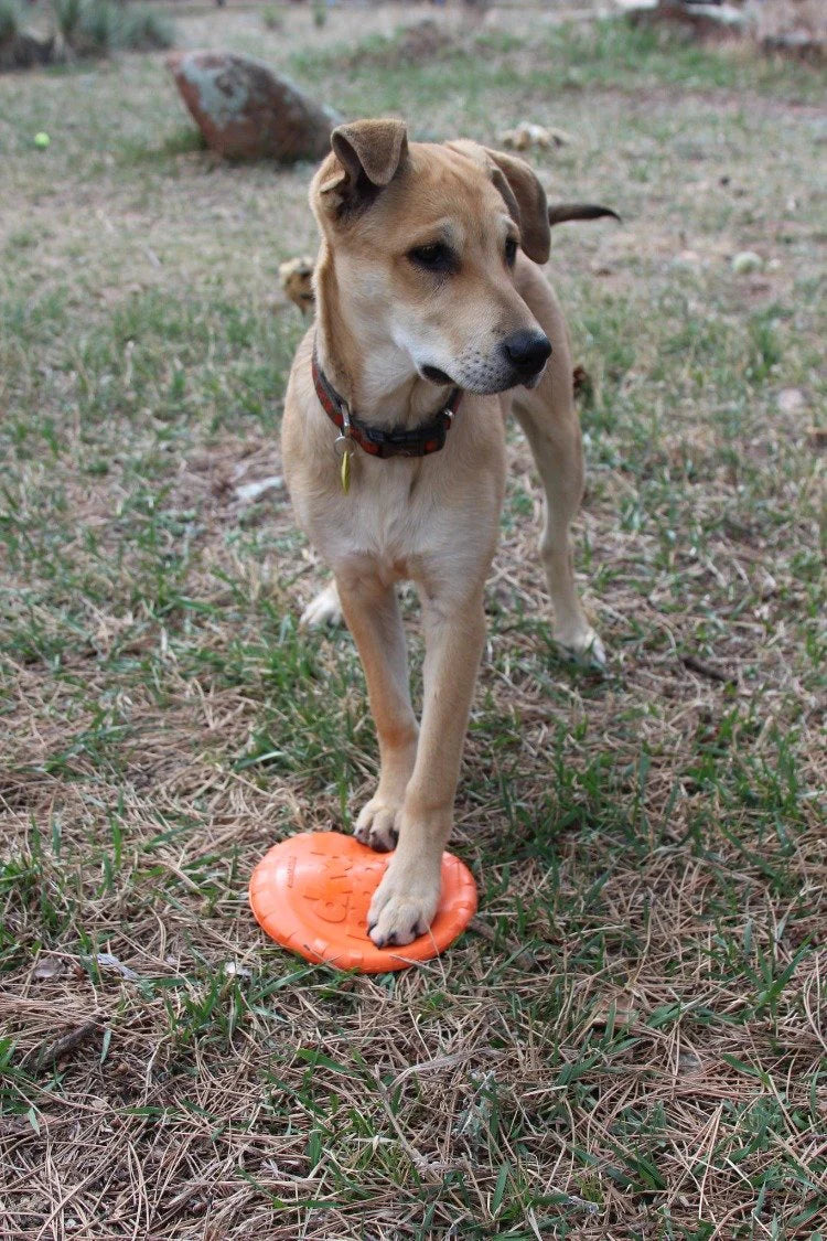 SODAPUP ORANGE FRISBEE