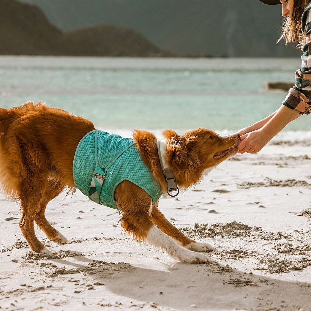 cooling-wrap-dogs-turmeric