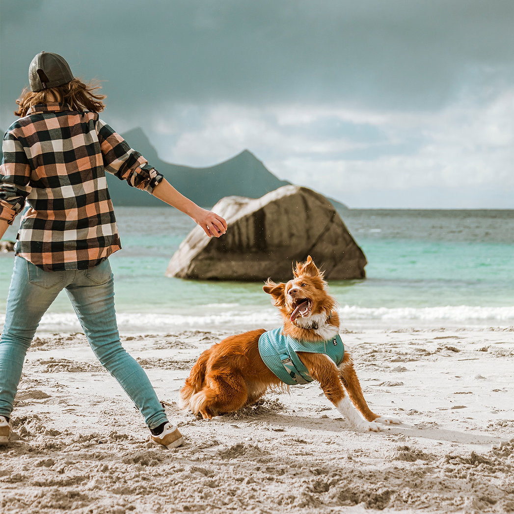 cooling-wrap-dogs-turmeric
