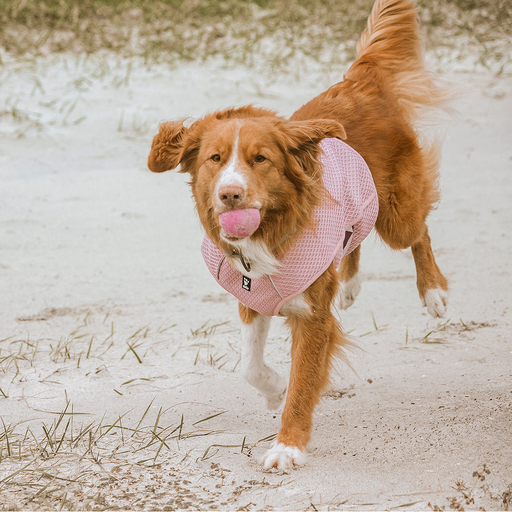 cooling-wrap-dogs-turmeric