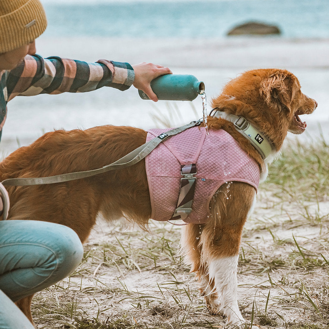 cooling-wrap-dogs-turmeric