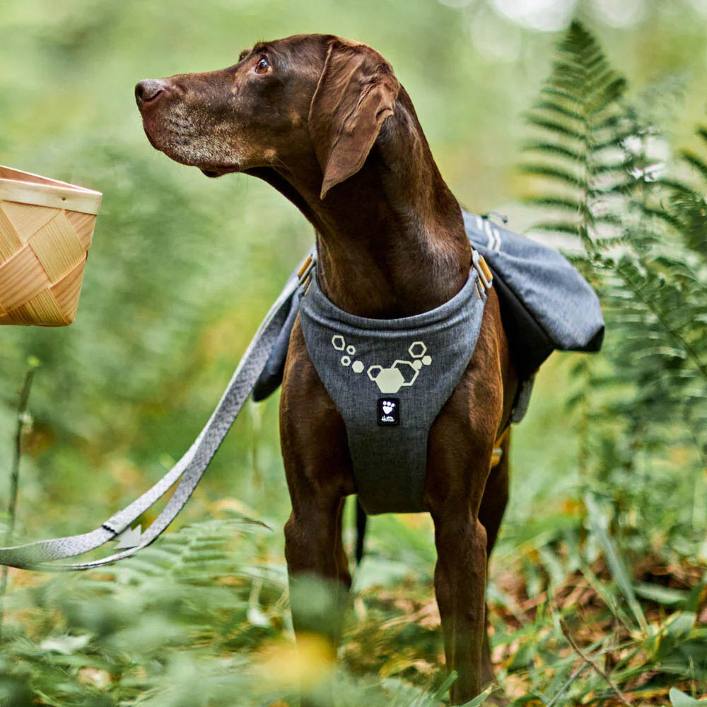 Dog wearing a harness with a basket in the background