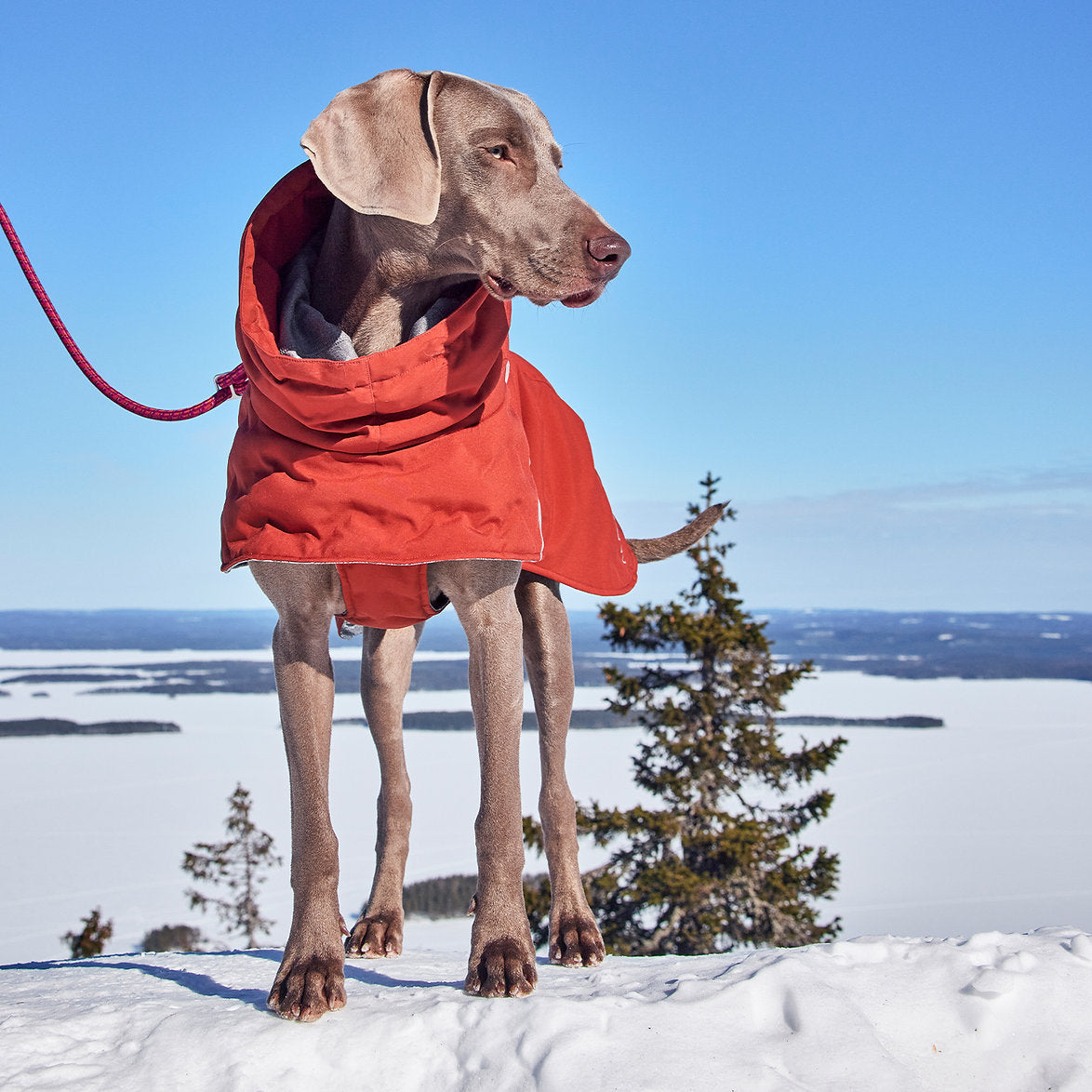 extreme-warmer-extreme-weather-dog-coat