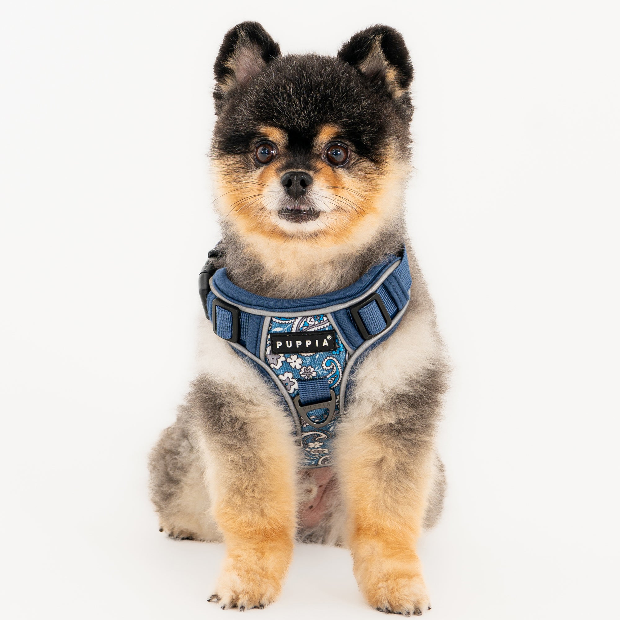 front-hook-dog-harness-cynthia-blue