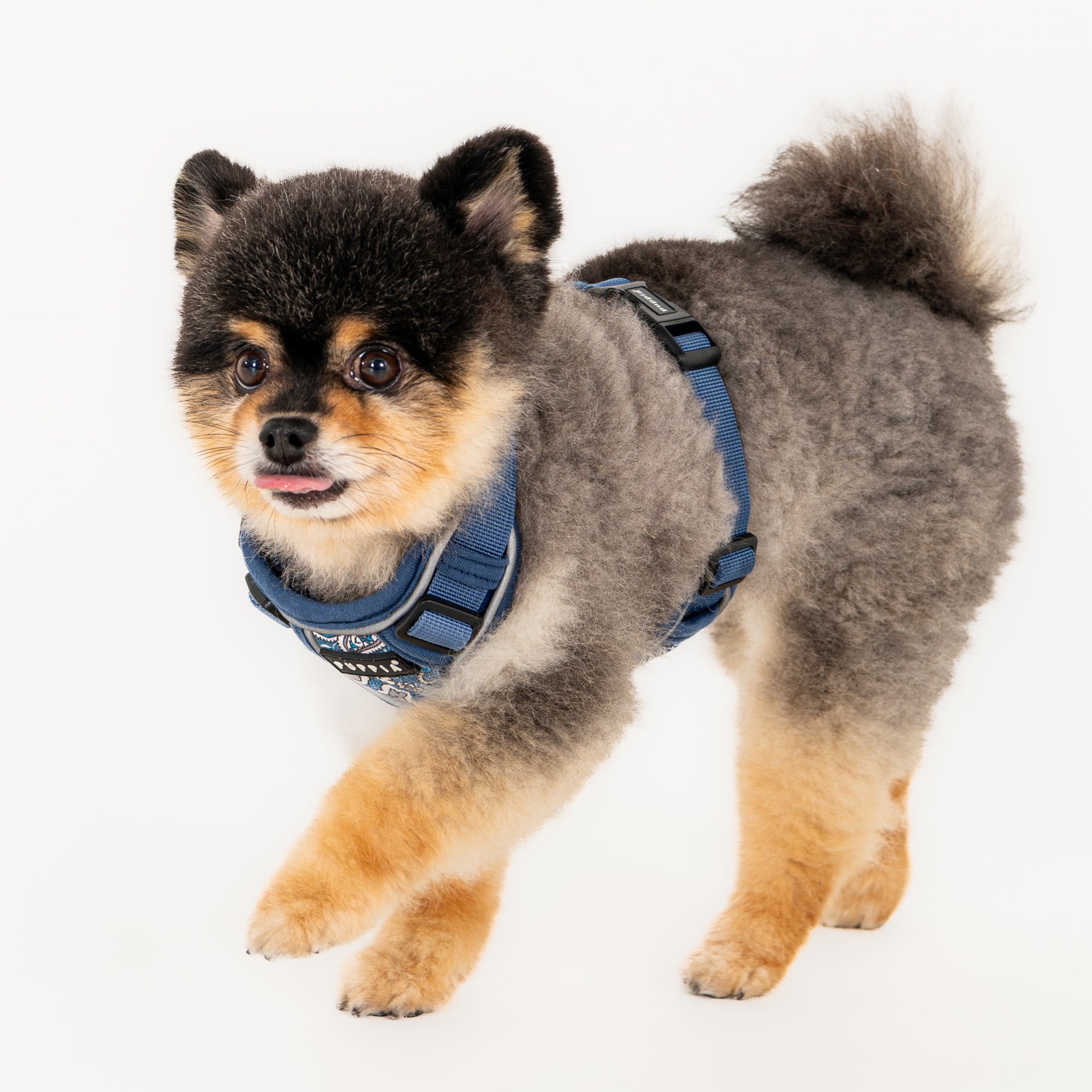 front-hook-dog-harness-cynthia-blue