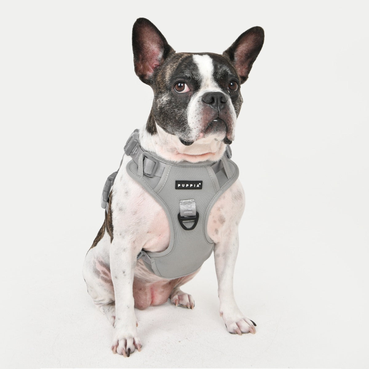 front-hook-dog-harness-jarek-black