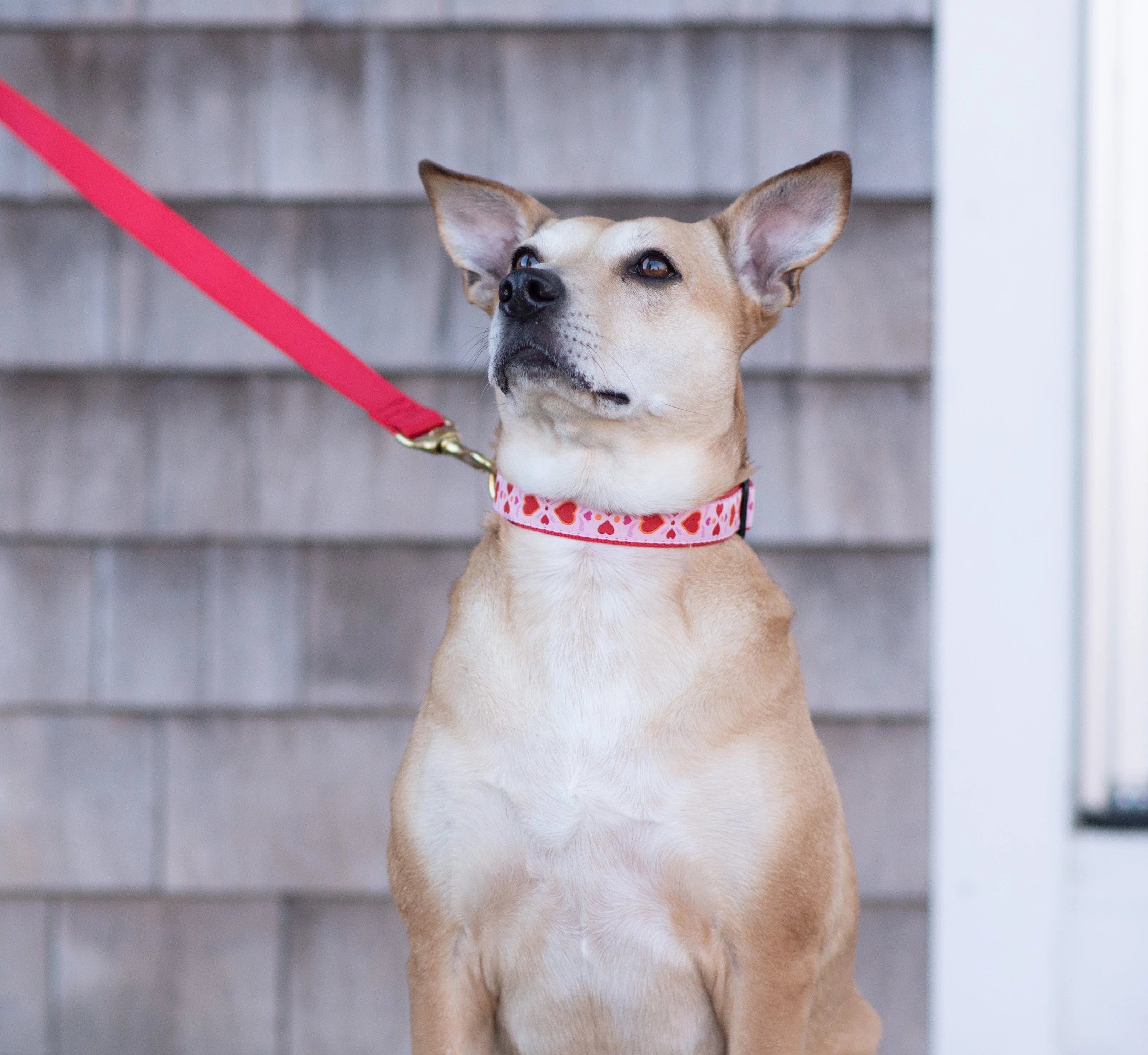 heart-to-heart-dog-leash