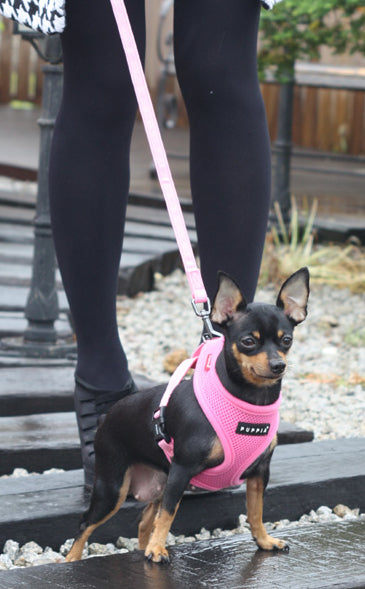 mesh-soft-dog-harness-pink