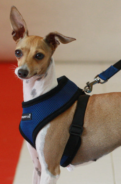 mesh-soft-dog-harness-royal-blue