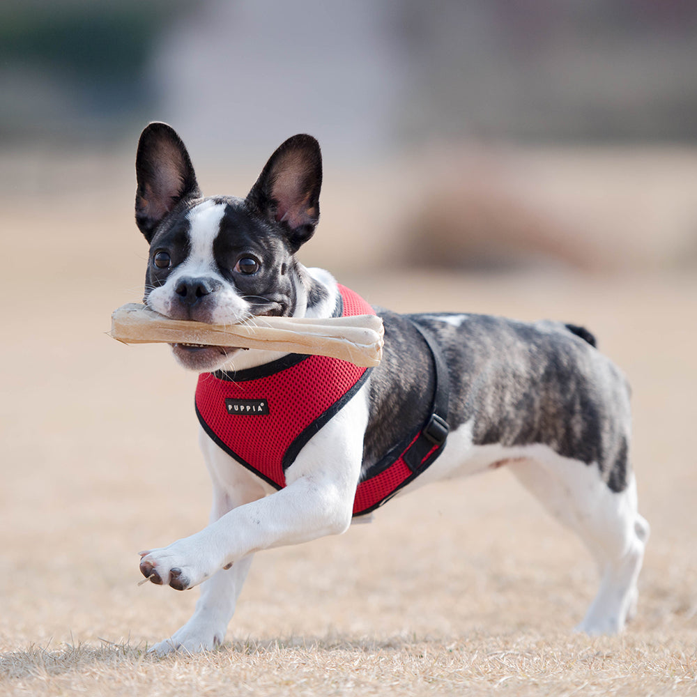 mesh-soft-dog-harness-red