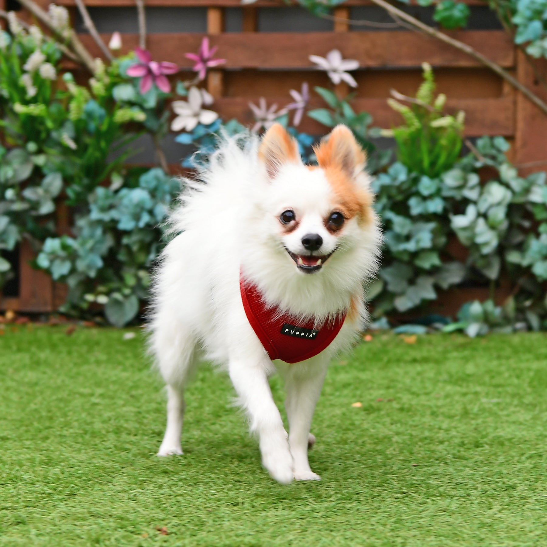 mesh-soft-dog-harness-wine