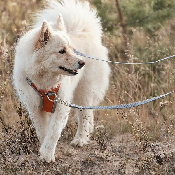 multi-long-running-dog-leash