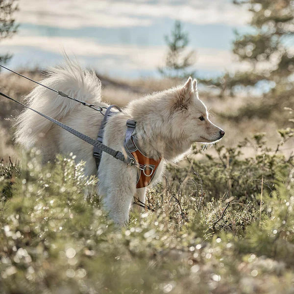 multi-long-running-dog-leash