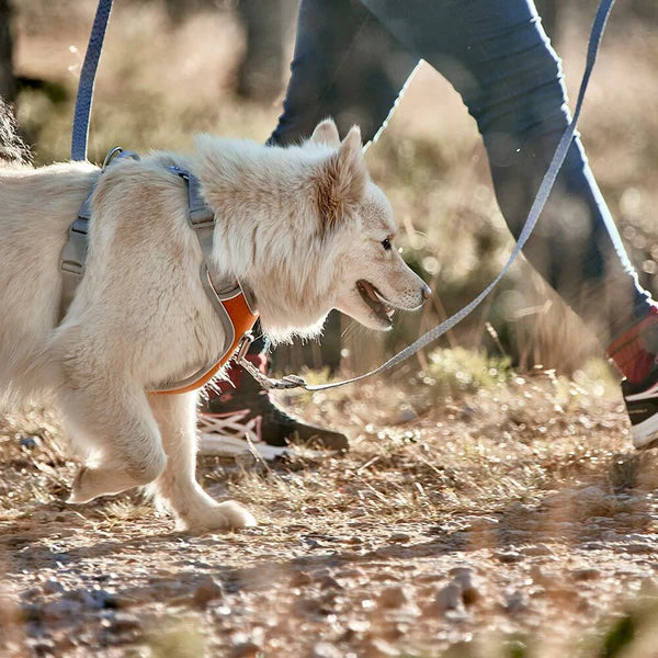 multi-long-running-dog-leash